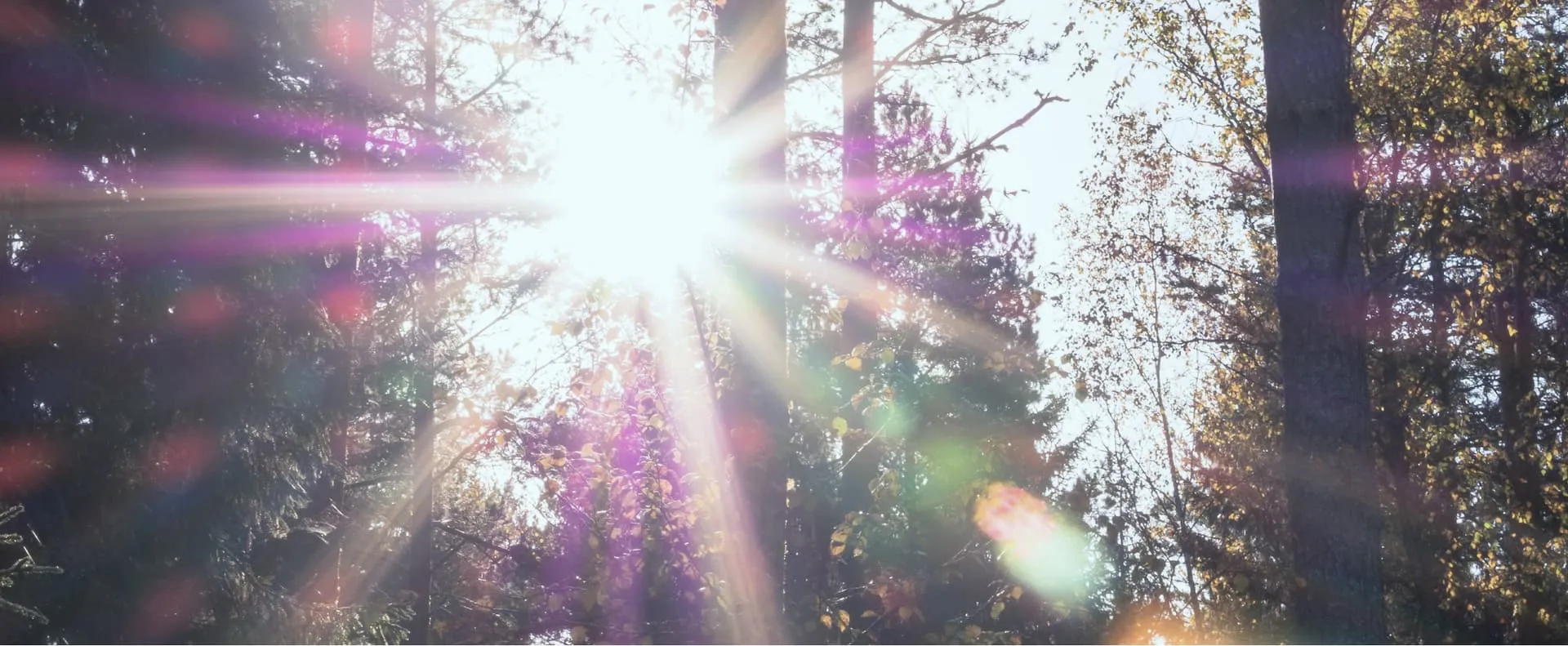 Solkraft demonstrerat med en bild i skogen med strålande sol